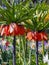 Colorful dark orange flowers Fritillaria Imperialis Aurora