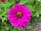 Colorful Decaying Purple Zinnia Flower in September