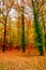 Colorful deciduous forest at golden Autumn colors during warm sunset