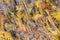 Colorful deciduous trees in autumn park with multicolored foliage and shadow trees silhouettes on ground. aerial top view