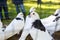 Colorful decorative pigeons in a cage. White-gray birds that are bred by pigeon breeders