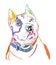 Colorful decorative portrait of American Staffordshire Terrier 3 vector illustration