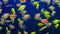 Colorful decorative small aquarium fish swimming against blue background