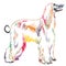 Colorful decorative standing portrait of Afghan greyhound vector