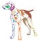 Colorful decorative standing portrait of German Shorthaired Pointer vector illustration