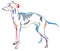 Colorful decorative standing portrait of Italian Greyhound vector illustration