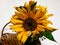 Colorful decorative sunflower is a close relative of the well-known oilseed sunflower.