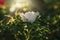 Colorful delicate wild rose illuminated by warm summer evening sun