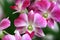 colorful Dendrobium or Orchid flowers