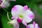 colorful Dendrobium or Orchid flowers