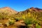 Colorful desert flowers blooming in Death Valley