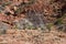 Colorful desert landscape of an eroded mountainside with colorful layers above dead trees with bare branches