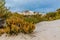 Colorful Desert Plants in the Amazing Surreal White Sands of New Mexico