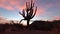 Colorful Desert Sunrise Time Lapse In Scottsdale Arizona With Cactus