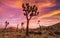 Colorful Desert Sunset In High Elevation Joshua Tree National Park