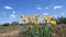 Colorful Desert Wildflowers and Bees on Spring day