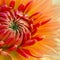 colorful detail of a dahlia blossom flower in pastel orange and red