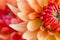 colorful detail of a dahlia blossom flower in pastel orange and red