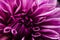 colorful detail of a dahlia blossom flower in violet