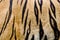 Colorful detail of tiger pelt