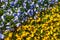 Colorful diagonal flowerbed made of blue and yellow pansies