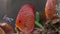 Colorful discus fish swim in the aquarium.