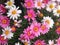 Colorful display of cape marguerite daisy flowers