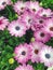 Colorful display of cape marguerite daisy flowers