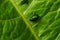 Colorful Dogbane Leaf Beetle Chrysochus auratus on big green leaf