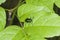 Colorful Dogbane leaf beetle on leaf