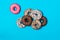 Colorful donuts with icing on blue background.Rose rooster with eyes is aside, Top view with copy space, realistic style