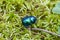 Colorful Dor beetle in forest