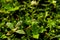 Colorful dotted leaves with dew drops under the sunlight in the morning. wild concept