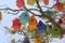 Colorful dovecotes on a tree