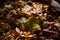 Colorful Down Leaf On The Pacific Northwest Forest Floor In The Deep Of Autumn Season, Washington, United States