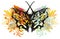 Colorful dragon butterfly wings splashes