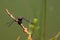 Colorful dragonfly, damselfly