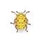 Colorful drawing of yellow ladybird.