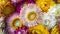 Colorful dried everlasting Straw flowers closeup. Paper daisies.