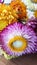 Colorful dried everlasting Straw flowers closeup. Paper daisies.