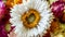 Colorful dried everlasting Straw flowers closeup. Paper daisies.