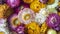 Colorful dried everlasting Straw flowers closeup. Paper daisies.