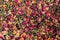 Colorful dried fruit tea leaves for the whole frame