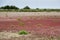 Colorful dried pond