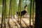 Colorful duck behind the bamboo branches.