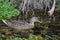 colorful duck in the pond