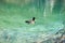 Colorful duck swimming in Plitvice Lakes in Croatia