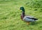 Colorful duck, walking in the park