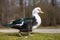 Colorful duck walking sideways