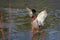 Colorful Ducks wading, swimming and eating in Arizona, America, USA.